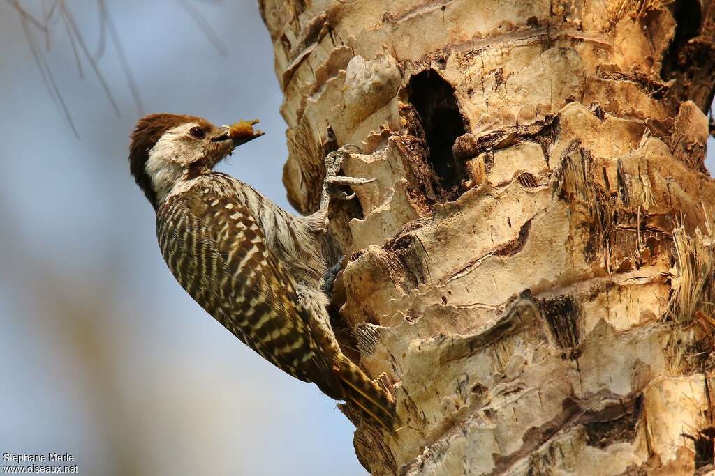 Cardinal Woodpecker female adult, identification, eats