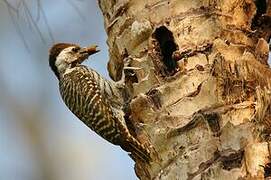 Cardinal Woodpecker