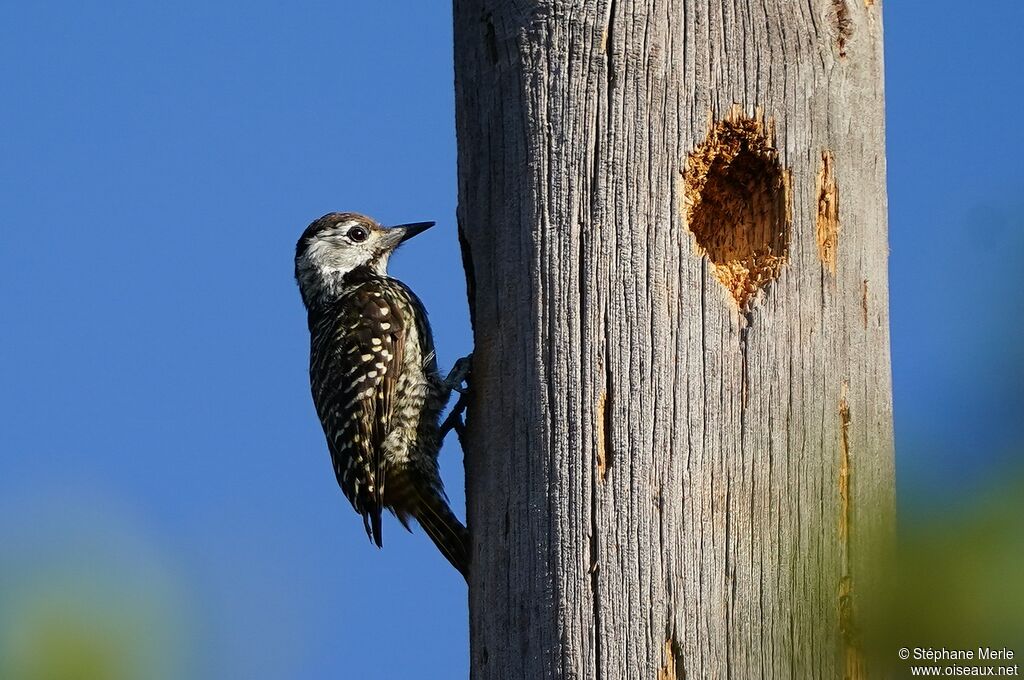 Cardinal Woodpecker