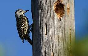 Cardinal Woodpecker