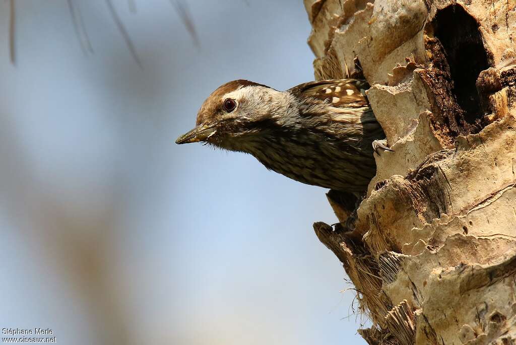 Pic cardinal femelle adulte, Nidification