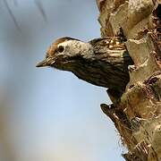 Cardinal Woodpecker