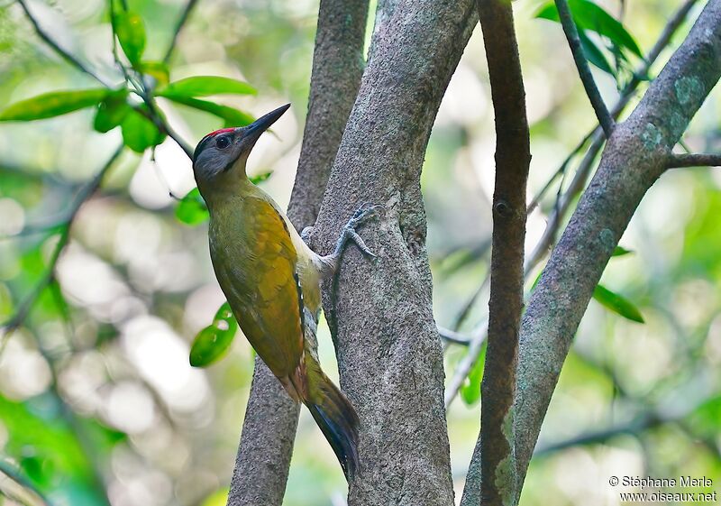 Grey-headed Woodpecker male adult