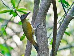 Grey-headed Woodpecker