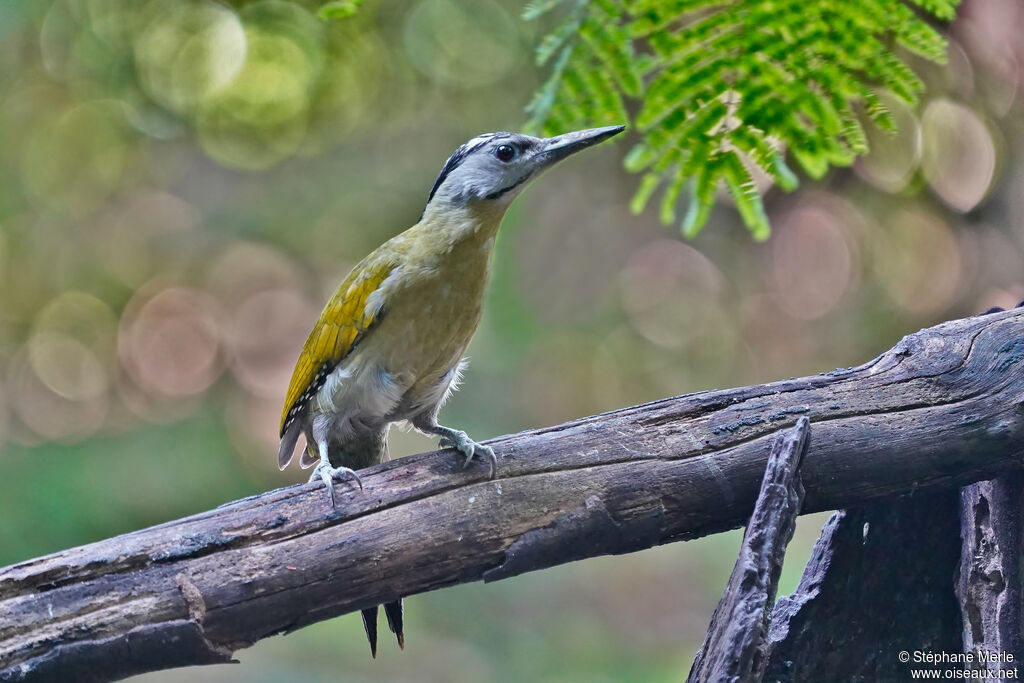 Grey-headed Woodpecker female adult