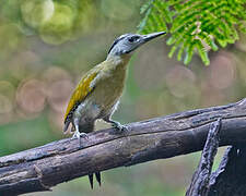 Grey-headed Woodpecker