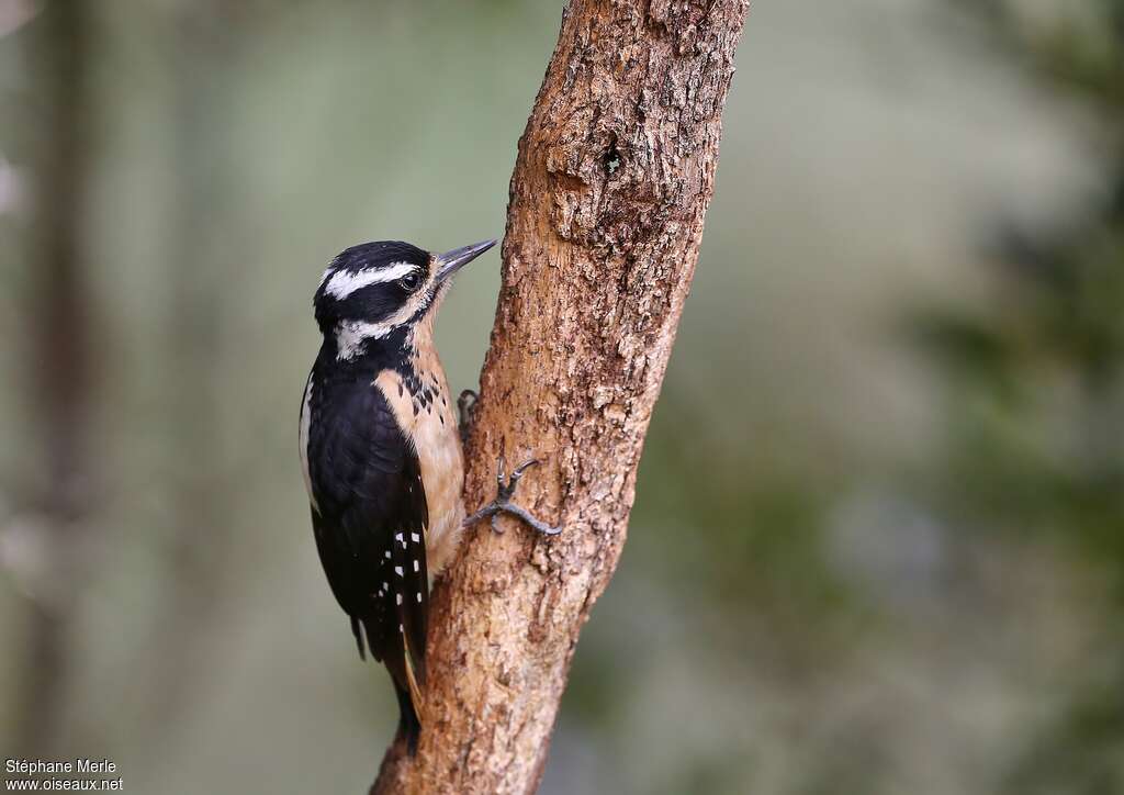 Pic chevelu femelle adulte, identification