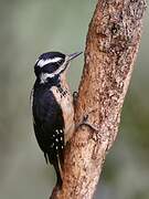 Hairy Woodpecker