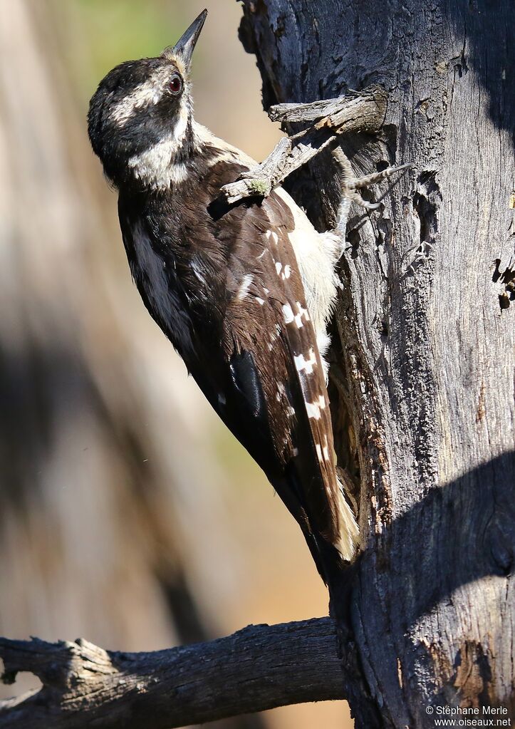 Hairy Woodpecker female adult