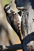 Hairy Woodpecker