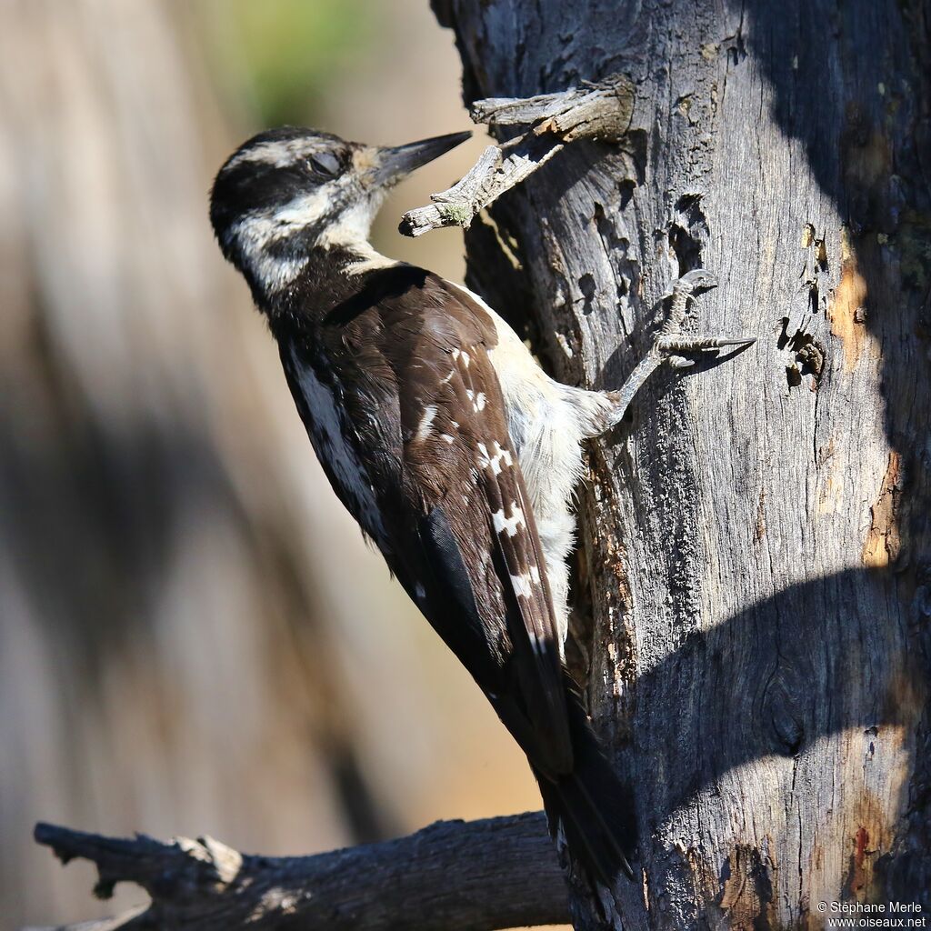 Hairy Woodpecker