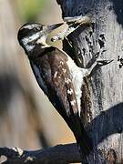 Hairy Woodpecker