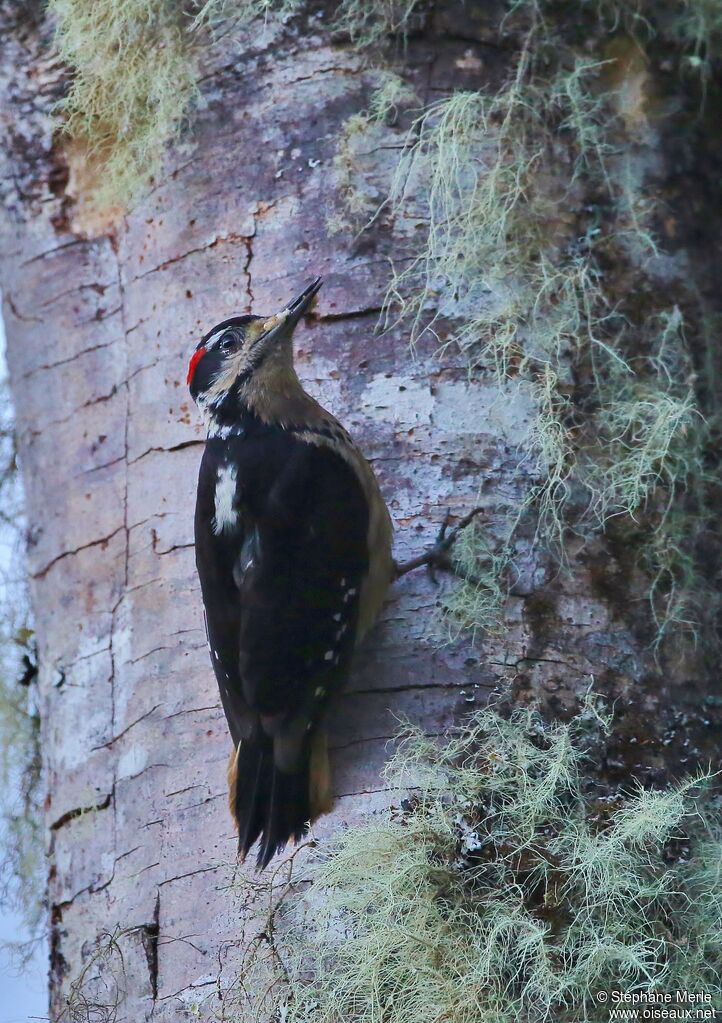 Hairy Woodpecker male adult