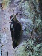 Hairy Woodpecker