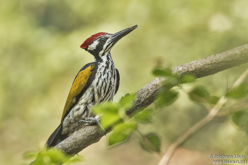 White-naped Woodpecker male adult