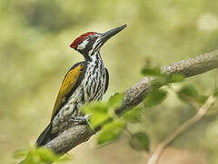 White-naped Woodpecker