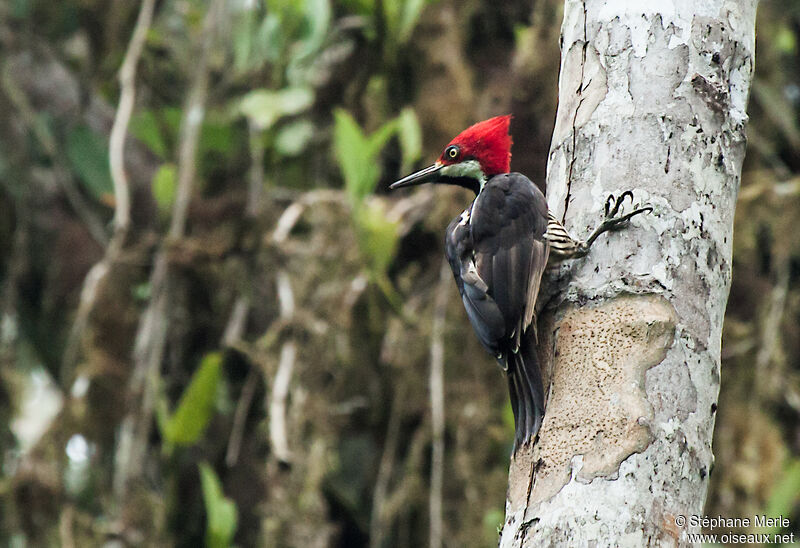 Guayaquil Woodpecker male adult