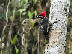 Guayaquil Woodpecker