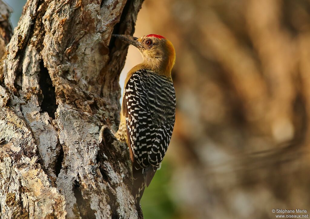 Hoffmann's Woodpecker male adult