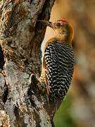 Hoffmann's Woodpecker