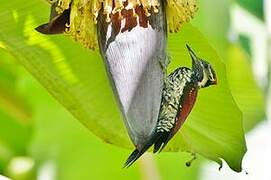 Red-backed Flameback