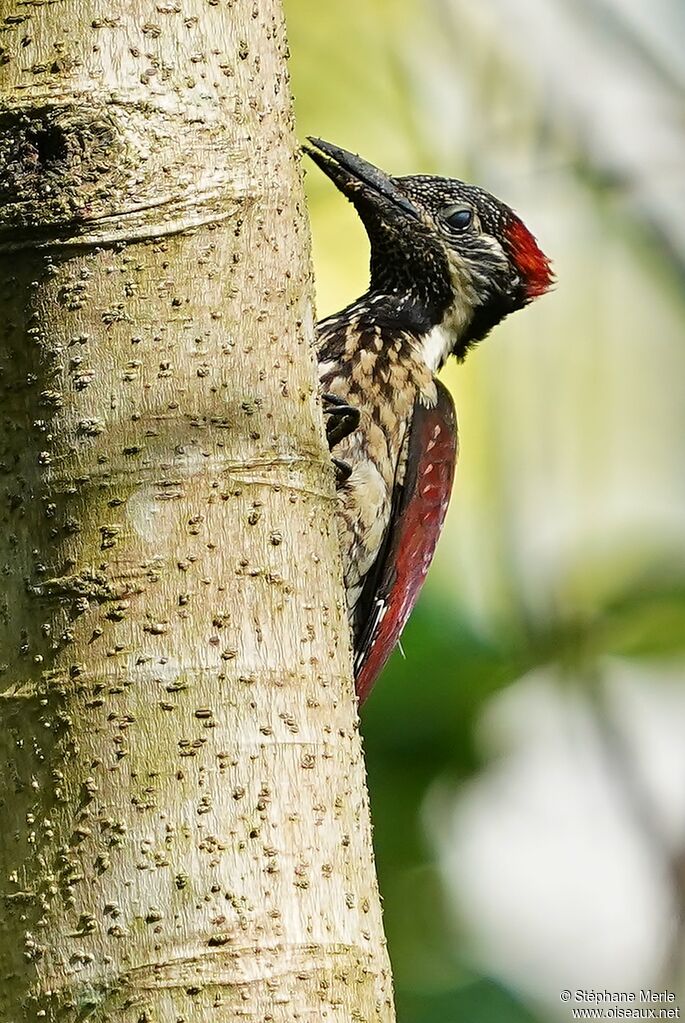 Red-backed Flameback