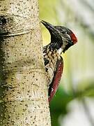 Red-backed Flameback