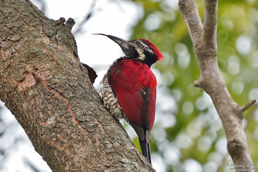 Red-backed Flameback male adult