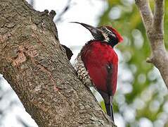 Red-backed Flameback