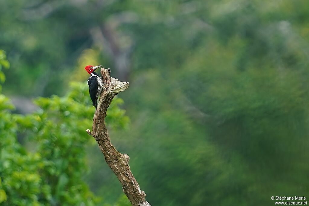 Crimson-crested Woodpeckeradult