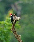 Crimson-crested Woodpecker