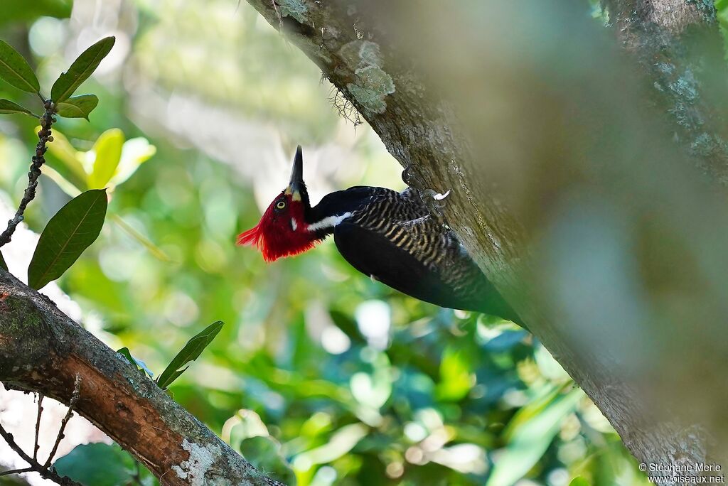 Crimson-crested Woodpecker male adult