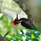 Pic de Malherbe