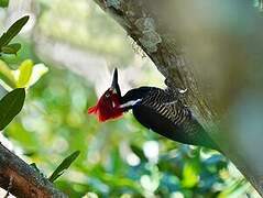 Crimson-crested Woodpecker