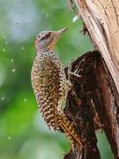 Nubian Woodpecker