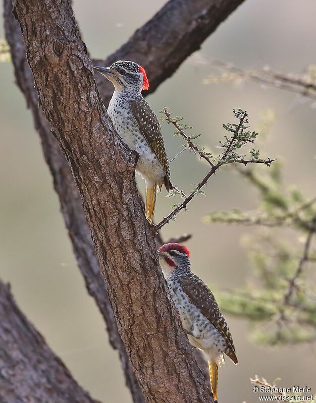Nubian Woodpeckeradult