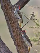 Nubian Woodpecker