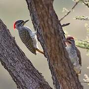 Nubian Woodpecker