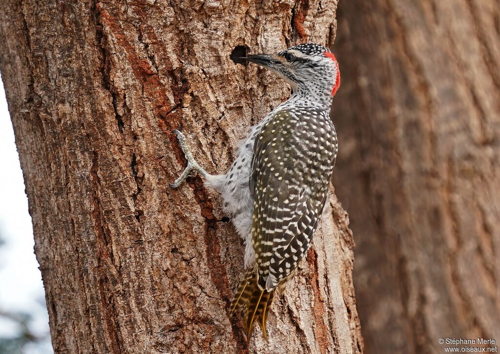 Nubian Woodpecker female