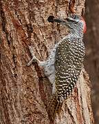 Nubian Woodpecker