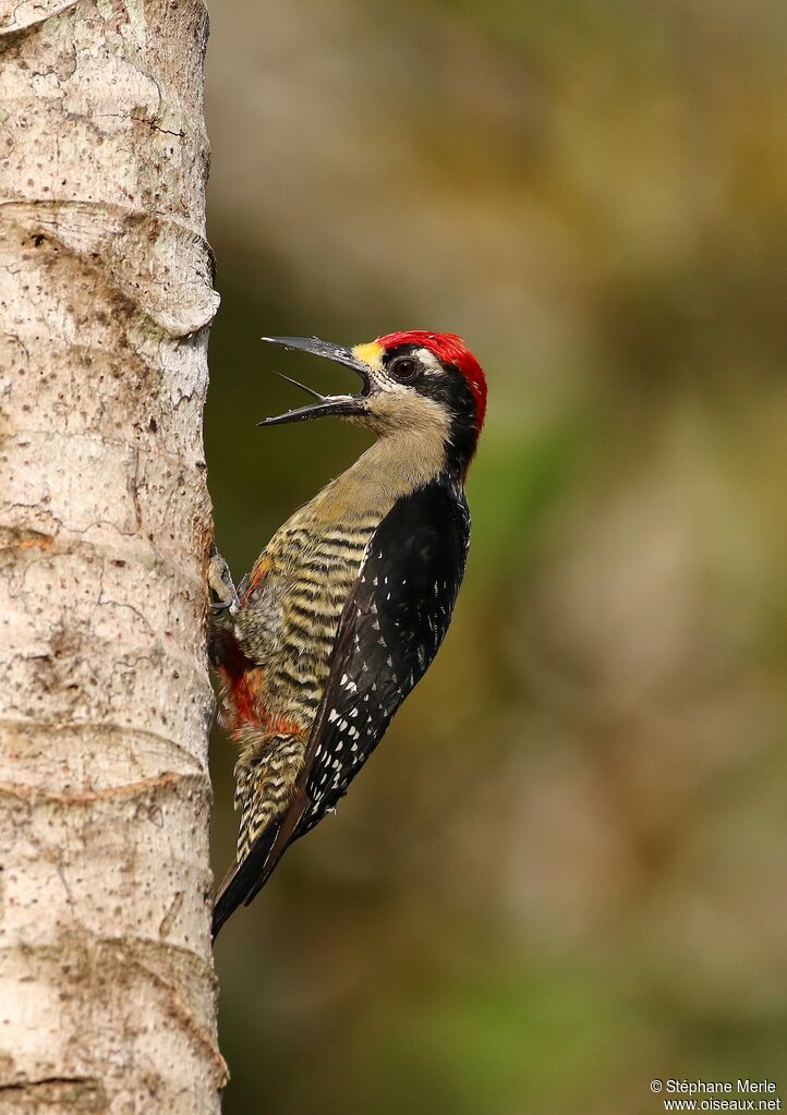 Black-cheeked Woodpecker male adult