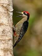 Black-cheeked Woodpecker