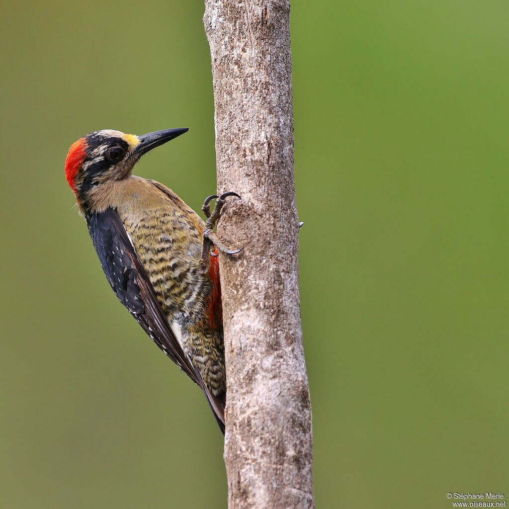 Black-cheeked Woodpecker female adult