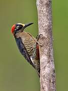 Black-cheeked Woodpecker