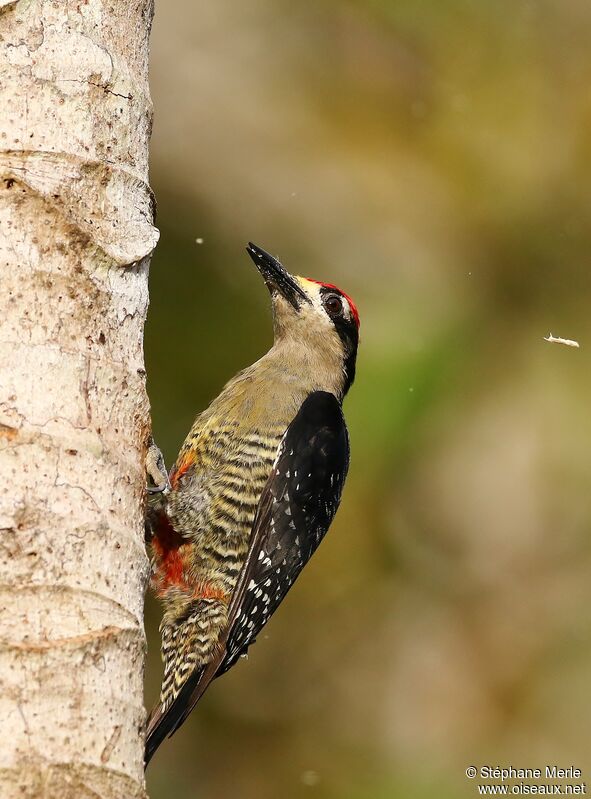 Black-cheeked Woodpecker male adult