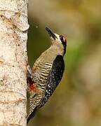 Black-cheeked Woodpecker