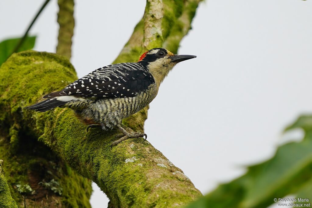 Black-cheeked Woodpeckeradult