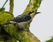 Black-cheeked Woodpecker