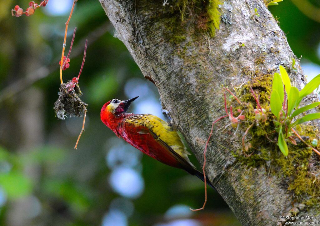 Crimson-mantled Woodpeckeradult