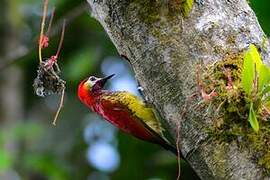 Crimson-mantled Woodpecker